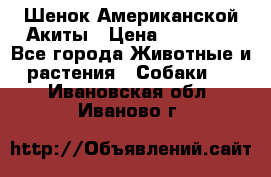 Шенок Американской Акиты › Цена ­ 35 000 - Все города Животные и растения » Собаки   . Ивановская обл.,Иваново г.